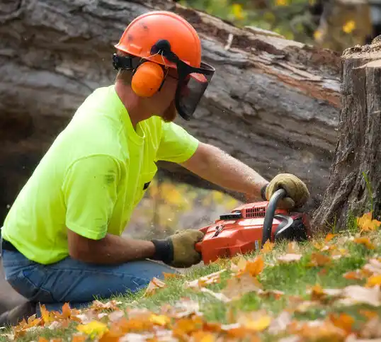 tree services Grandyle Village